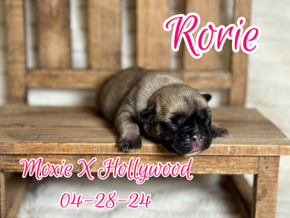 Rorie - Female Fawn - Reserved