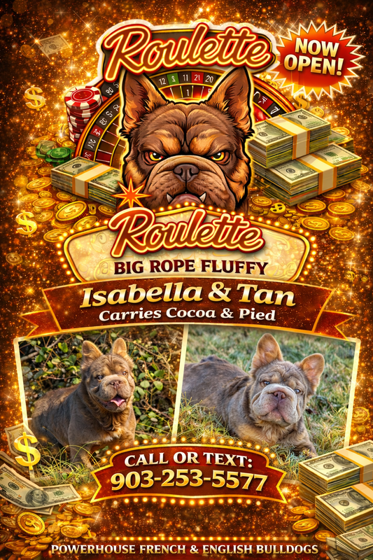 Roulette - Isabella & Tan Big Rope Fluffy Carries Coco & Pied EARLY INTRO $1000