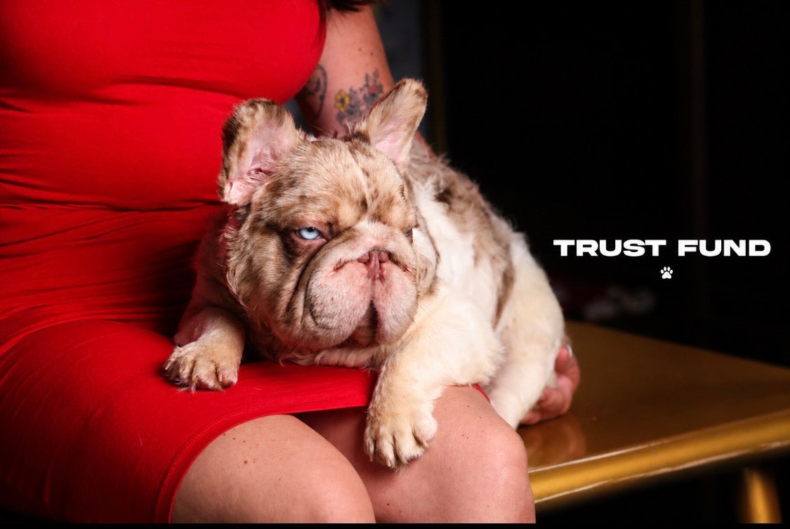Trust Fund - Rojo Merle Pied Big Rope