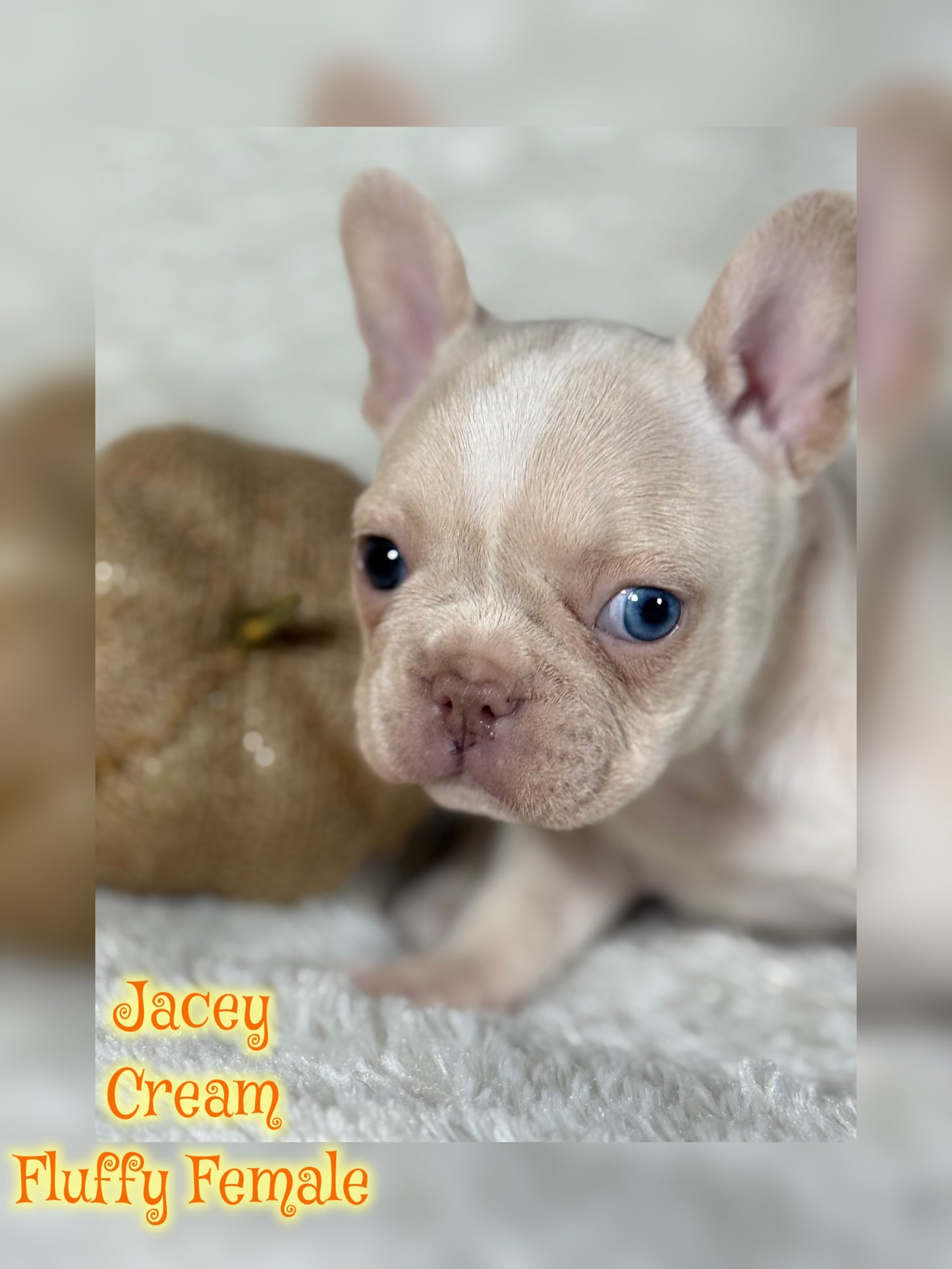 Jacey - Cream 1 BLUE eye