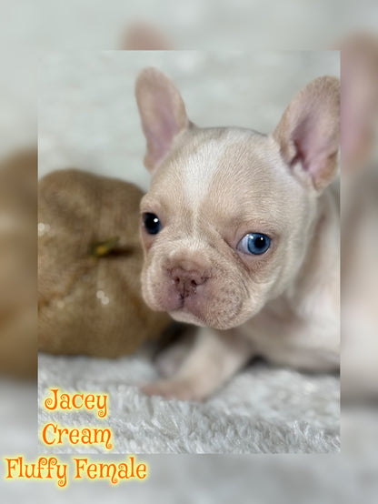 Jacey - Cream 1 BLUE eye