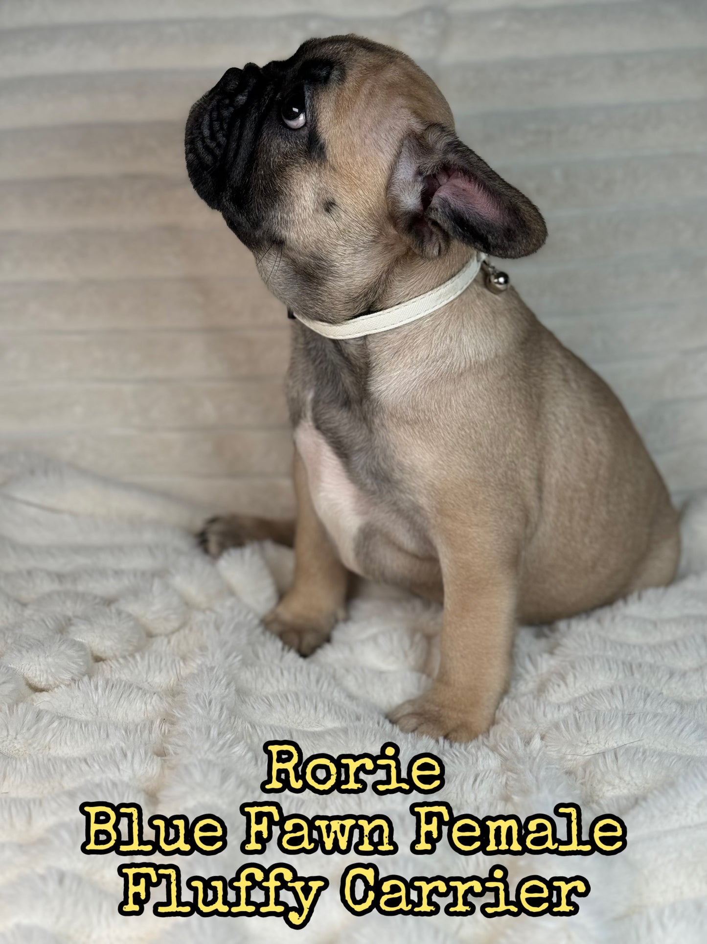 Rorie - Female Fawn - Reserved