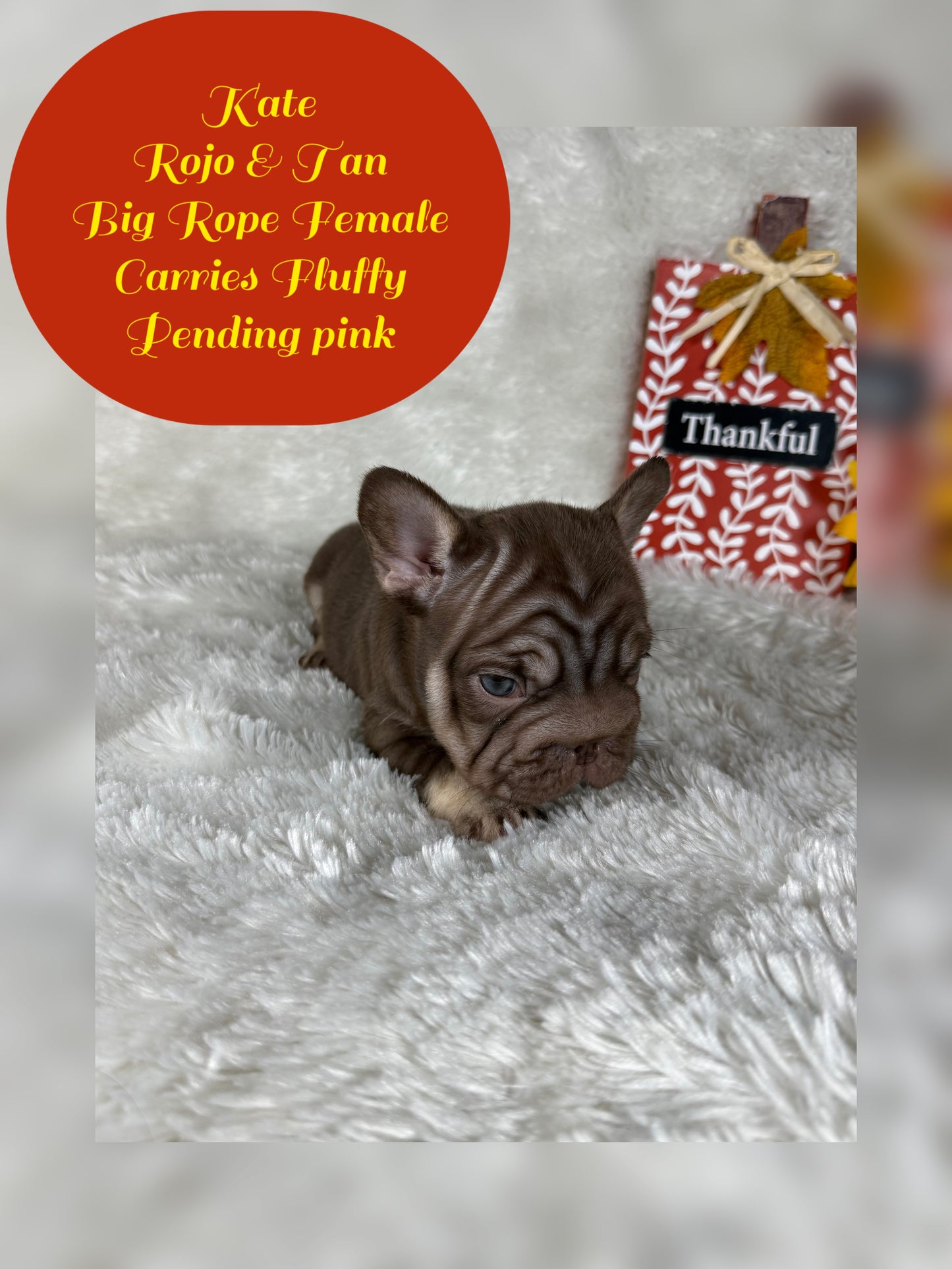 Kate - Rojo & Tan Big Rope Carries Fluffy Pending PINK