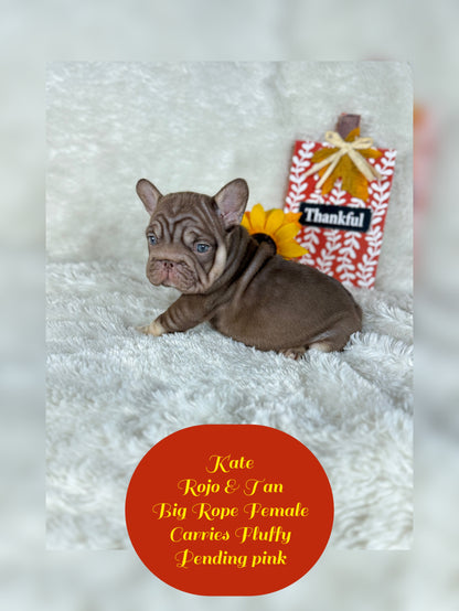 Kate - Rojo & Tan Big Rope Carries Fluffy Pending PINK