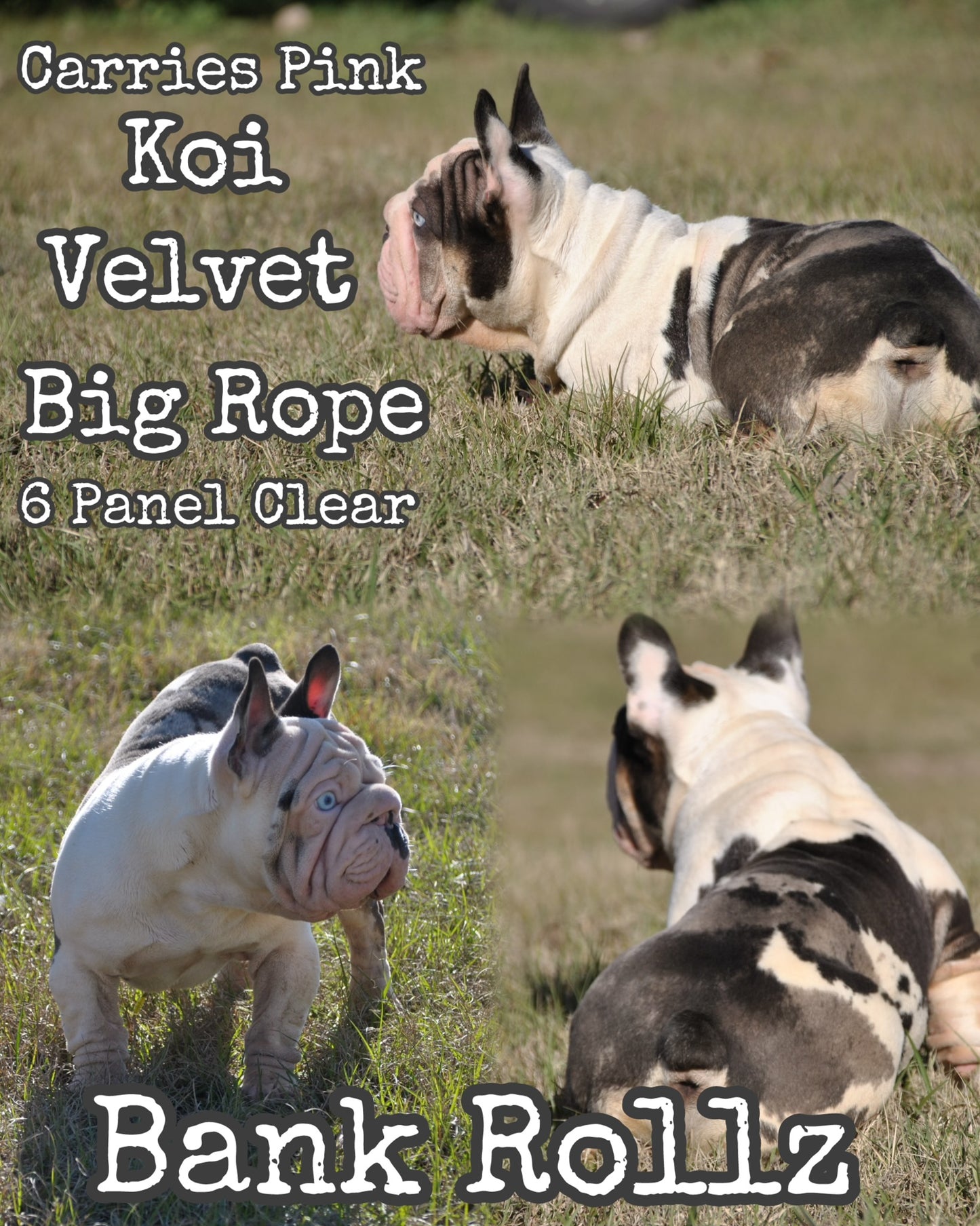 Bank Rollz - Koi Velvet Big Rope Carries Pink EARLY INTRO $1500