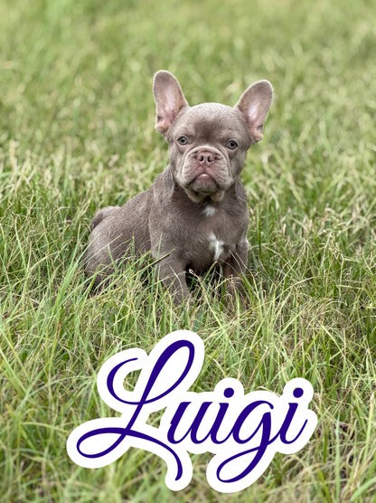 Luigi