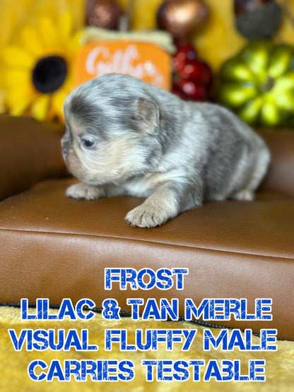 Frost - Male Lilac & Tan Merle