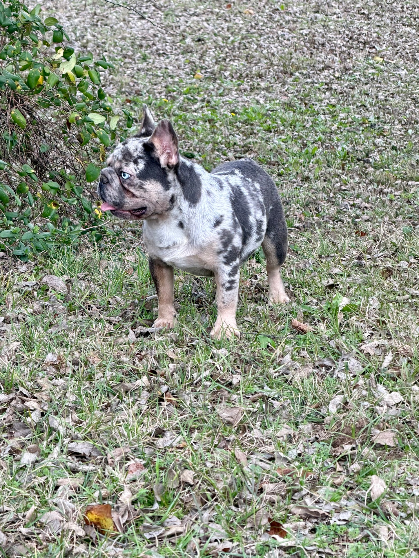Pockets - Micro Merle Big Rope - Carries Pink & Fluffy 13 Pounds - EARLY INTRO $750