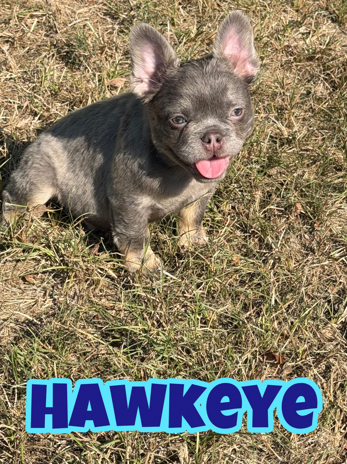 Hawkeye