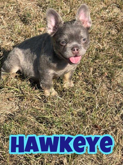Hawkeye