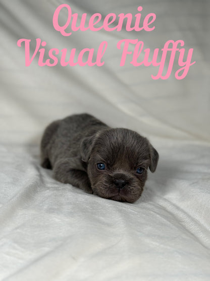 Queenie - Blue Visual Fluffy Female