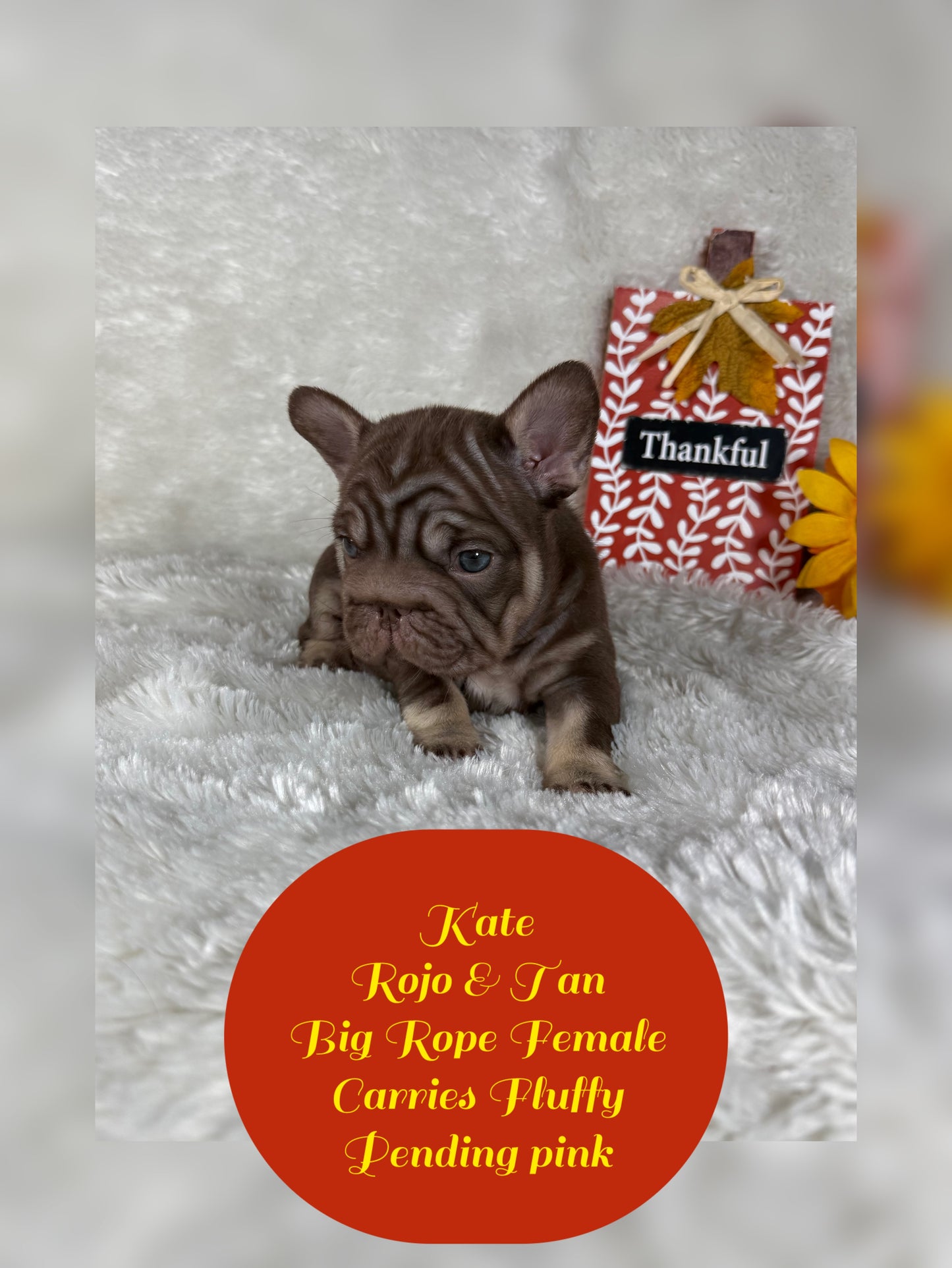 Kate - Rojo & Tan Big Rope Carries Fluffy Pending PINK