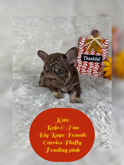 Kate - Rojo & Tan Big Rope Carries Fluffy Pending PINK