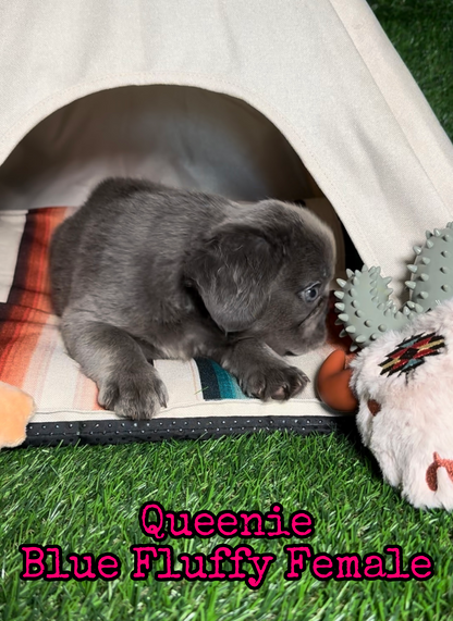 Queenie - Blue Visual Fluffy Female