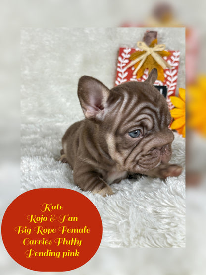 Kate - Rojo & Tan Big Rope Carries Fluffy Pending PINK