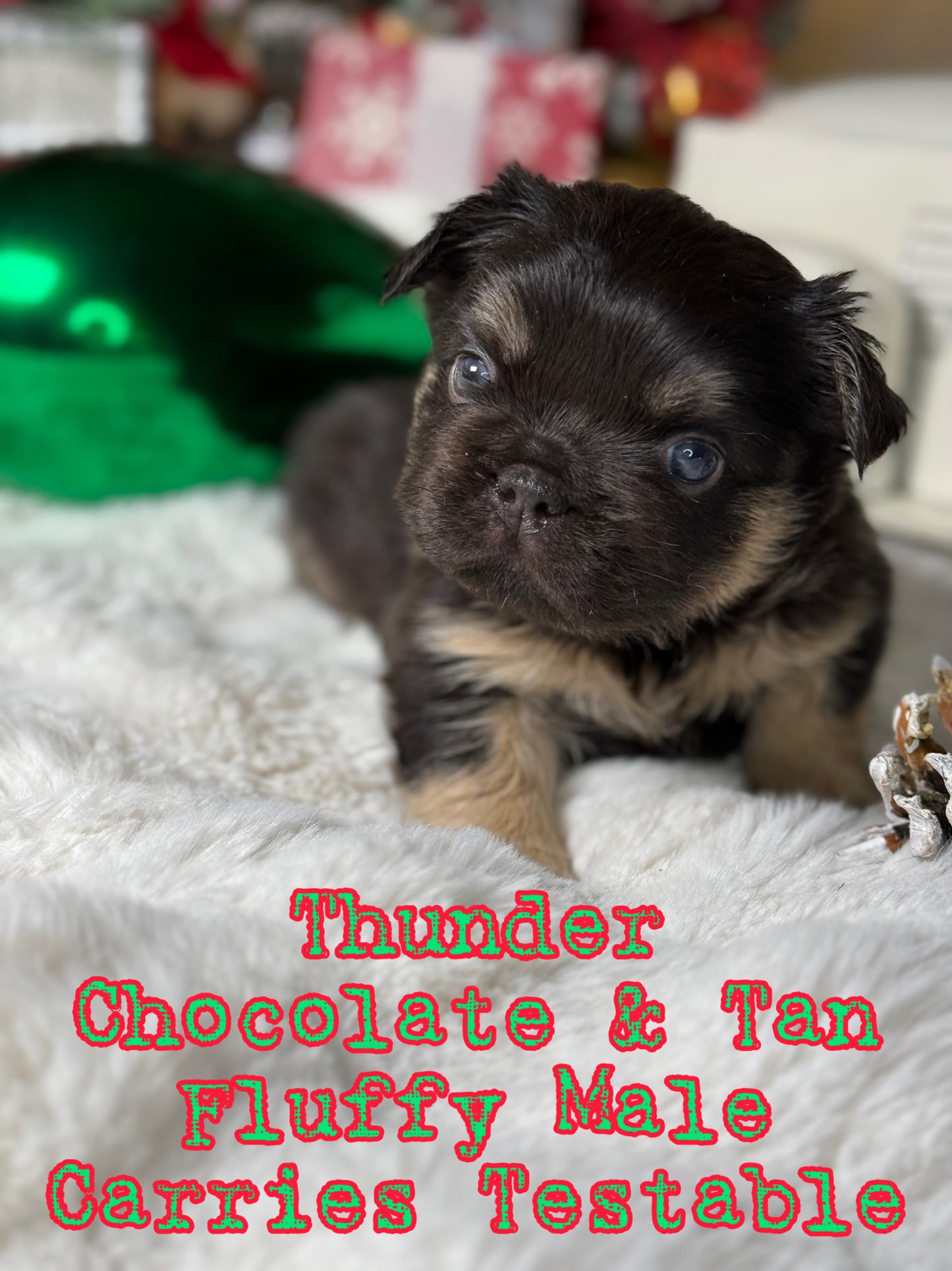 Thunder - Male Chocolate & Tan