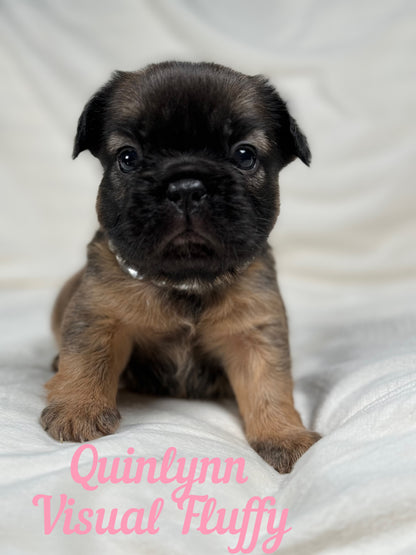 Quinlynn - Fawn Fluffy Female