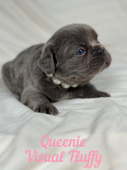 Queenie - Blue Visual Fluffy Female