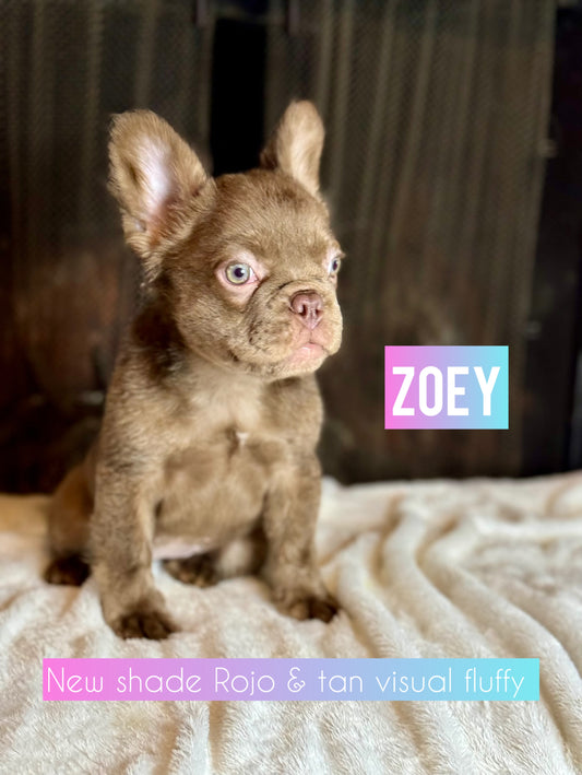 Zoey - Female New Shade Rojo & Tan Visual Fluffy - RESERVED