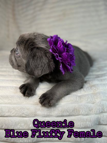 Queenie - Blue Visual Fluffy Female