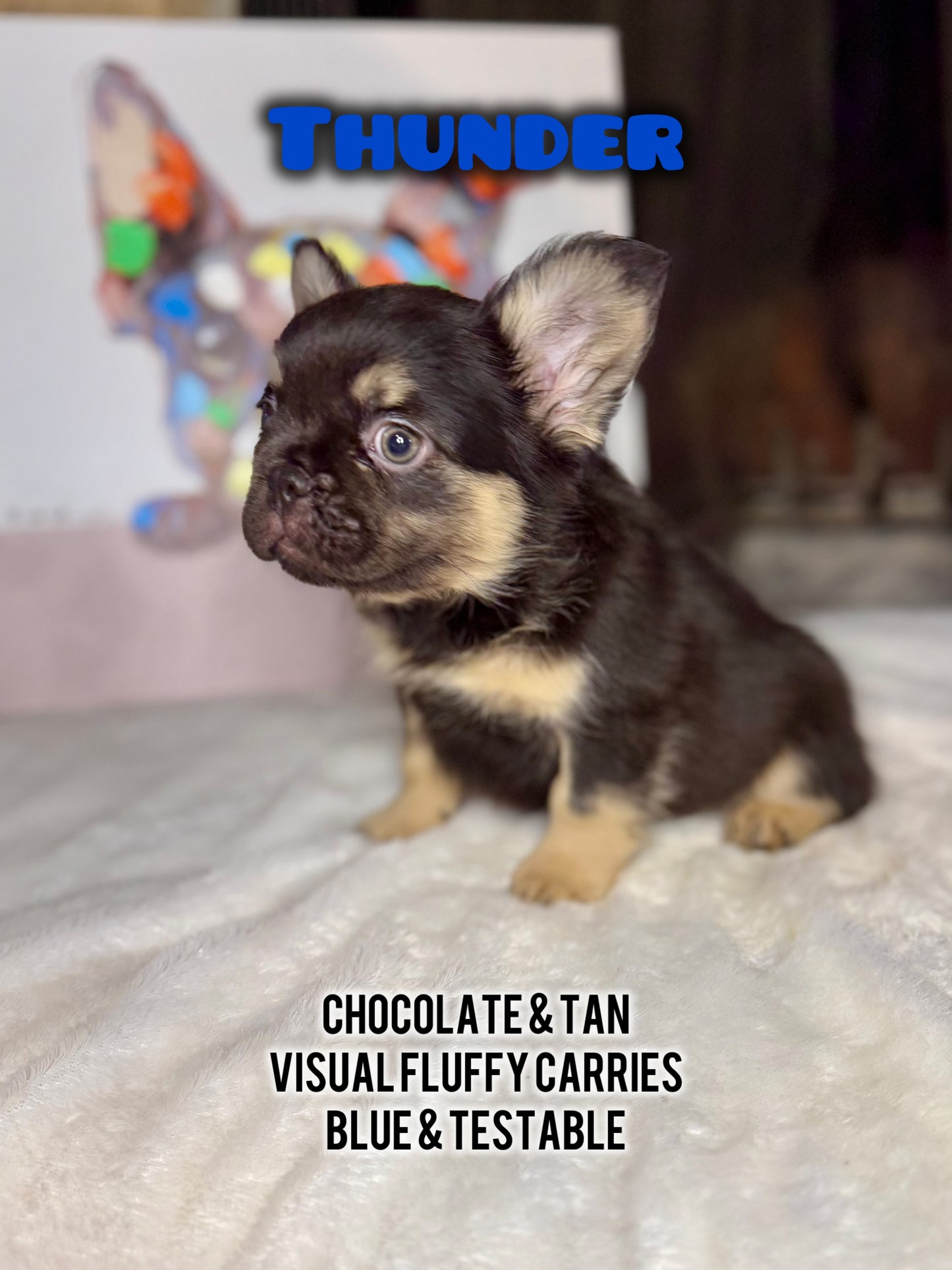 Thunder - Male Chocolate & Tan