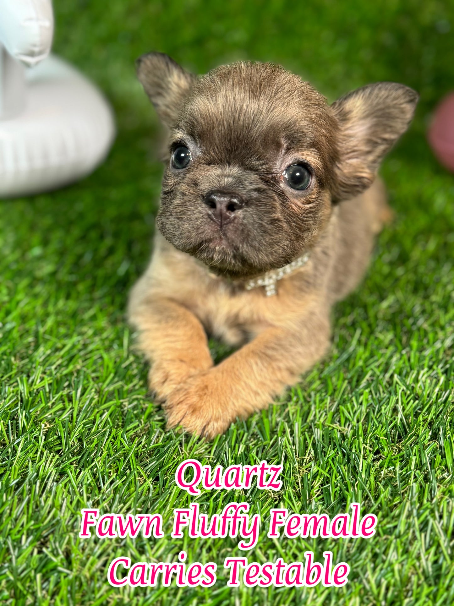 Quartz - Blue Fawn Fluffy Female