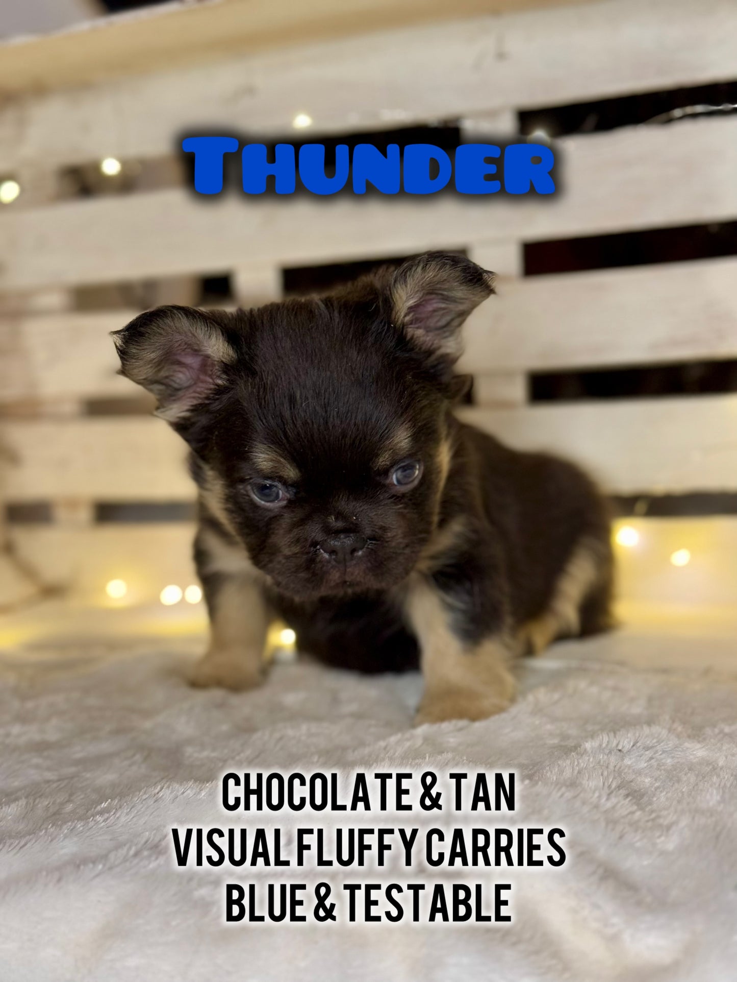 Thunder - Male Chocolate & Tan