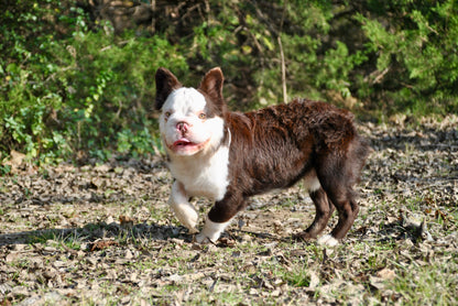 King Pin - Rojo & Tan Husky Big Rope Fluffy Carries Pink - EARLY INTRO $1500