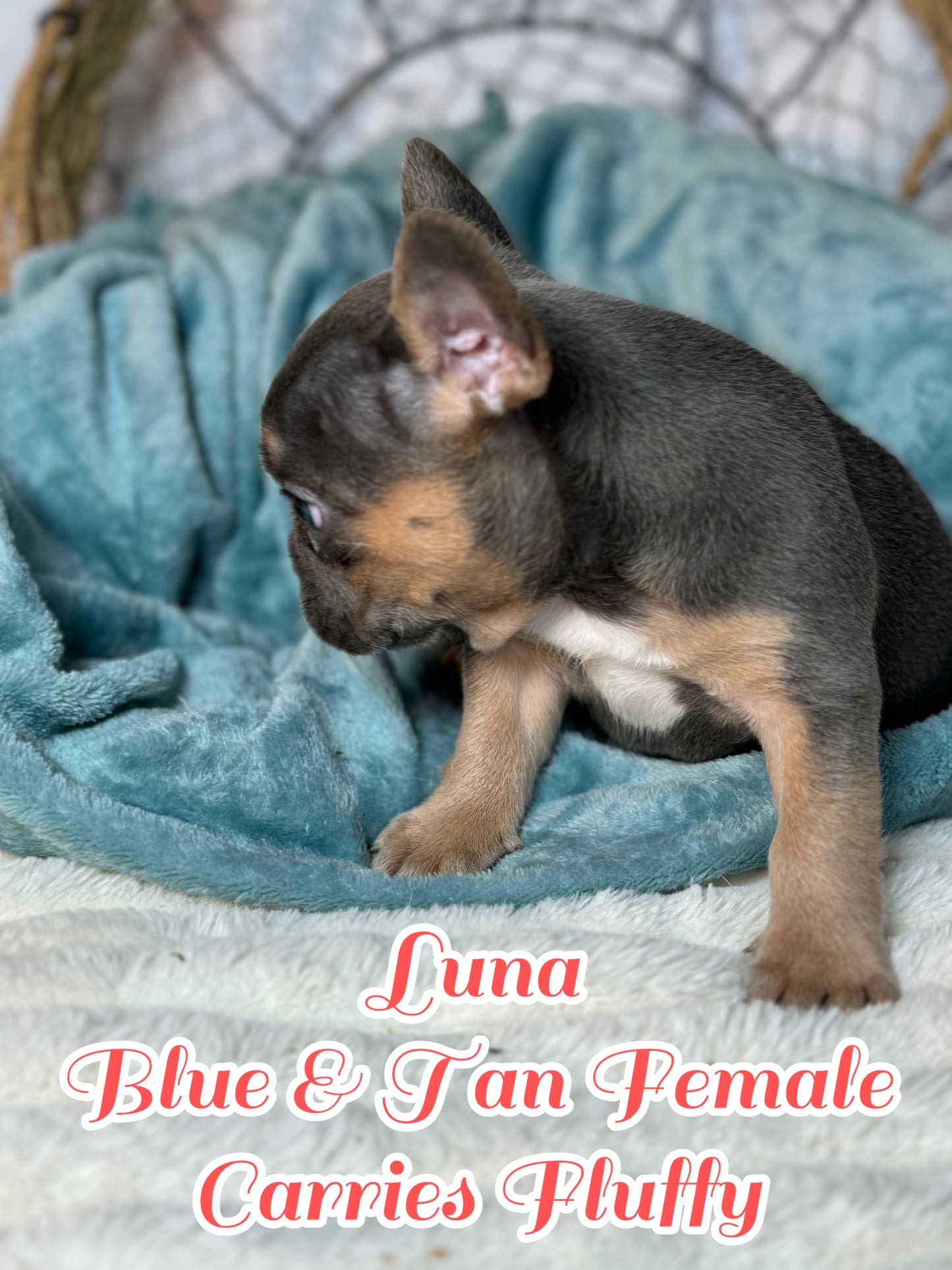 Luna - Feamle Blue & Tan Fluffy Carrier