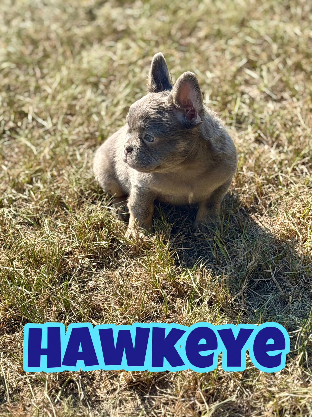 Hawkeye