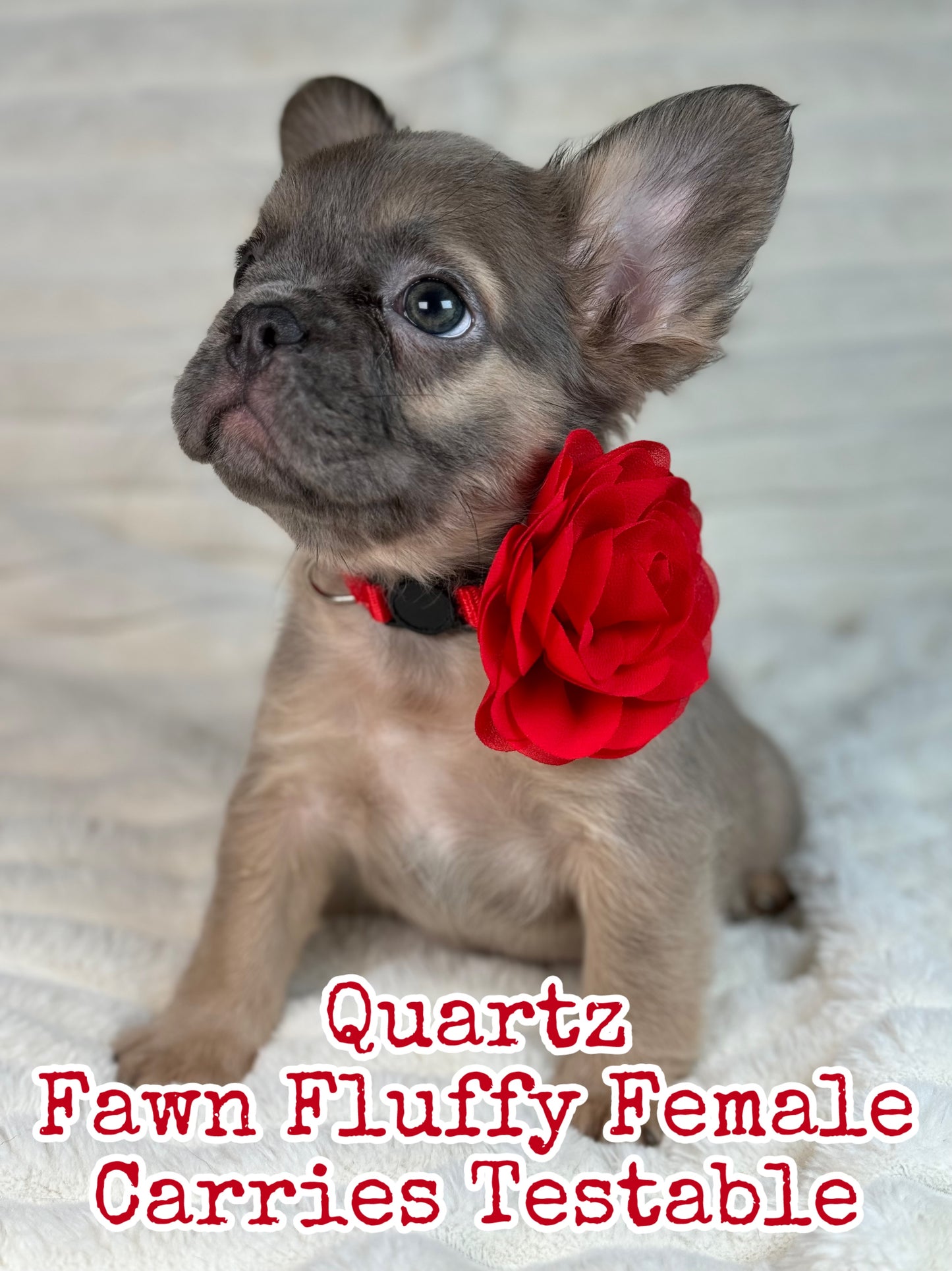 Quartz - Blue Fawn Fluffy Female