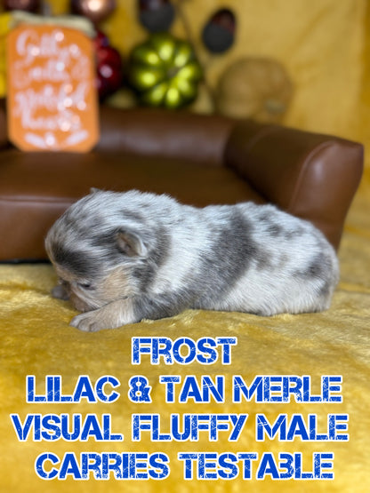 Frost - Male Lilac & Tan Merle