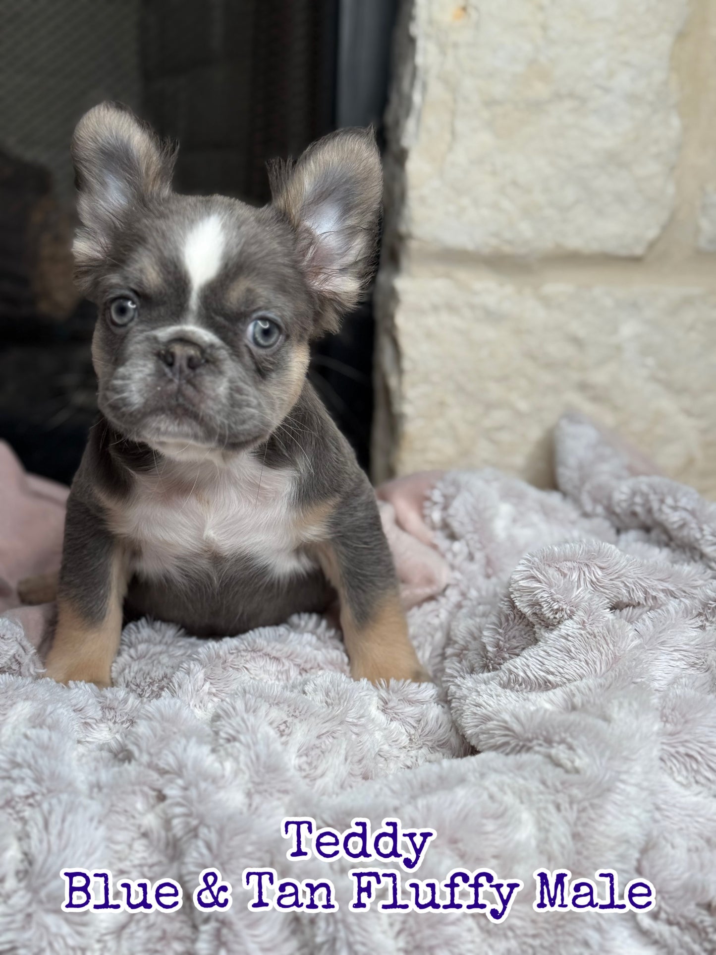 Teddy - Blue & Tan Fluffy