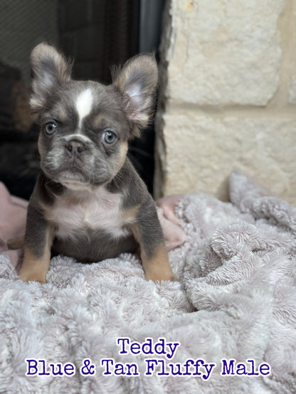 Teddy - Blue & Tan Fluffy