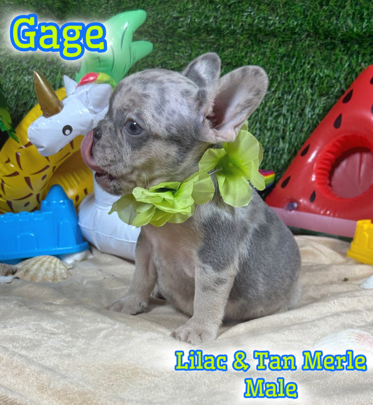Gage - Male Lilac & Tan Merle
