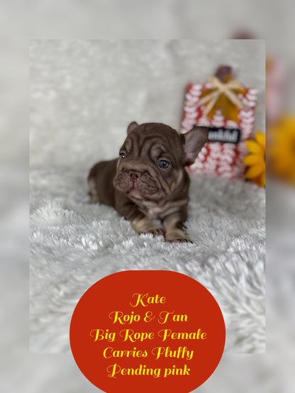 Kate - Rojo & Tan Big Rope Carries Fluffy Pending PINK