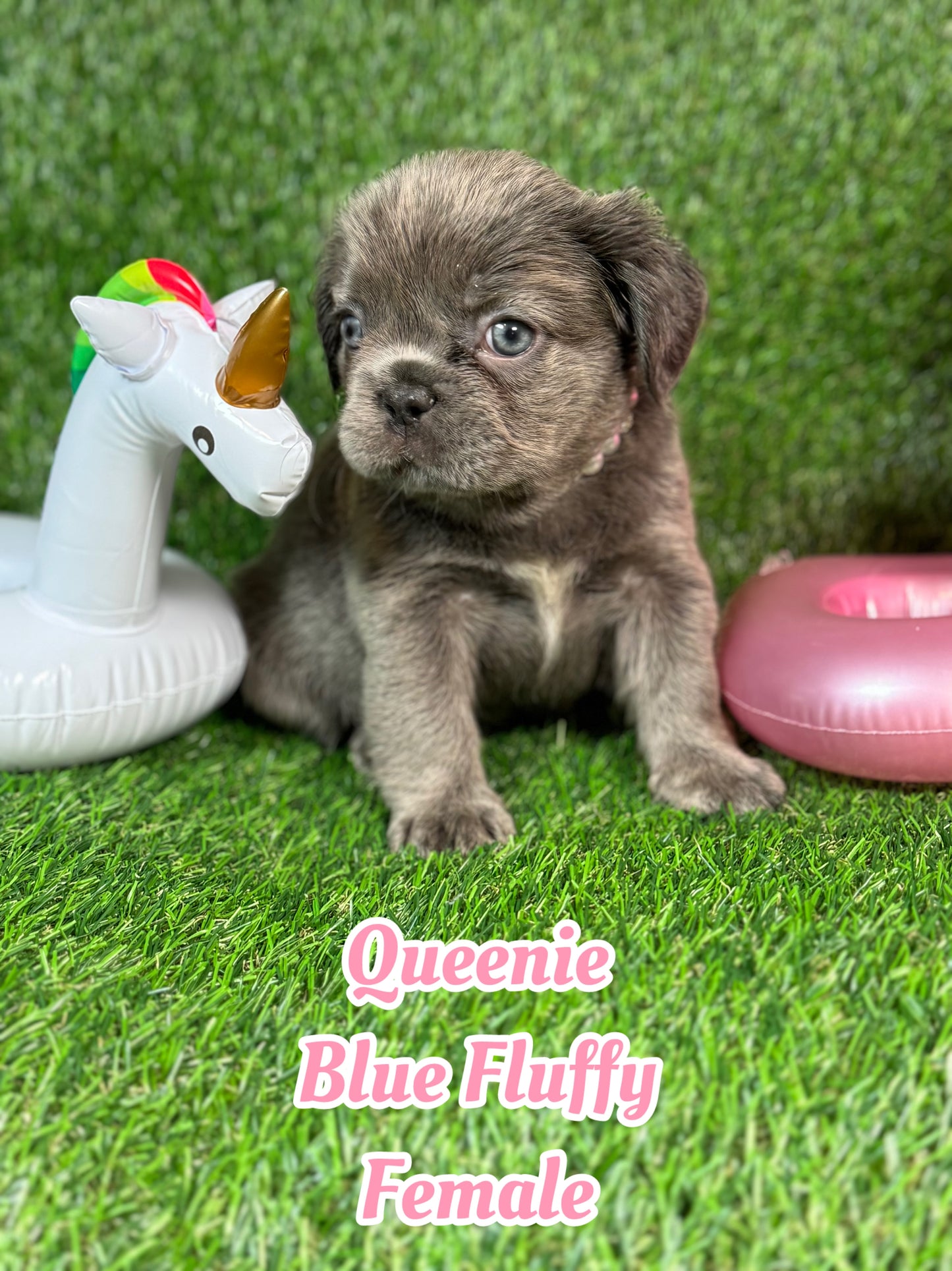 Queenie - Blue Visual Fluffy Female