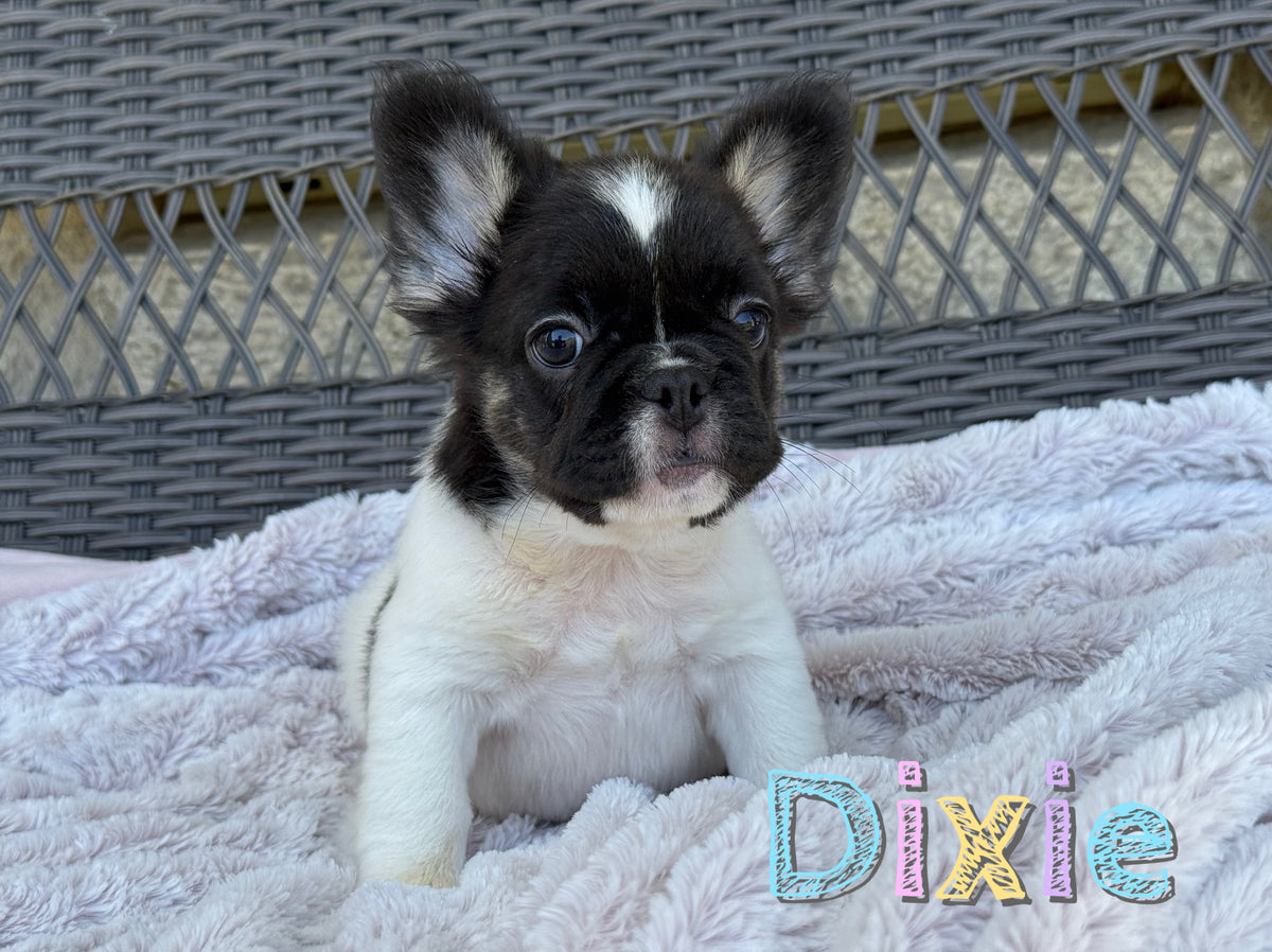 Dixie
