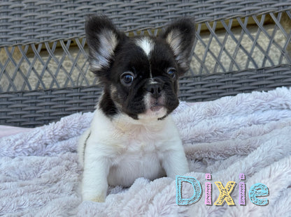 Dixie