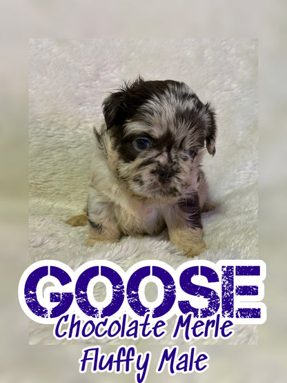 Goose
