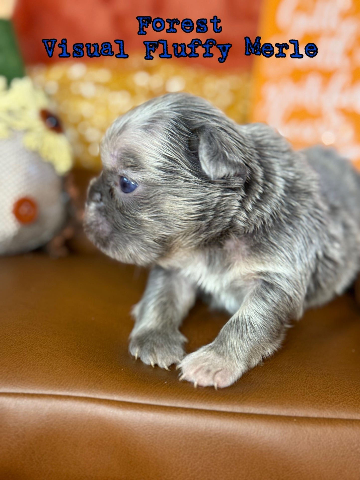 Forest - Male Lilac Merle Visual Fluffy Carries Testable