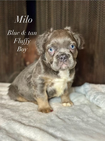 Milo - Male Blue & Tan Visual Fluffy