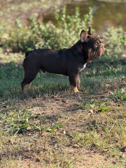 Bounty - Rojo & Tan Big Rope Carries Fluffy EARLY INTRO $750