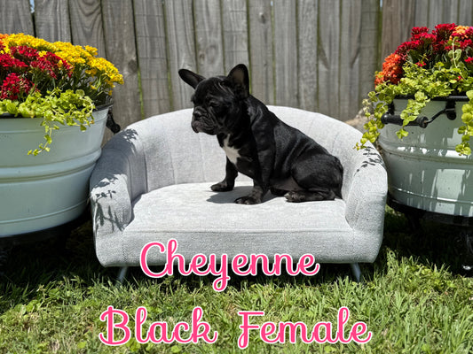Cheyenne - Black Female