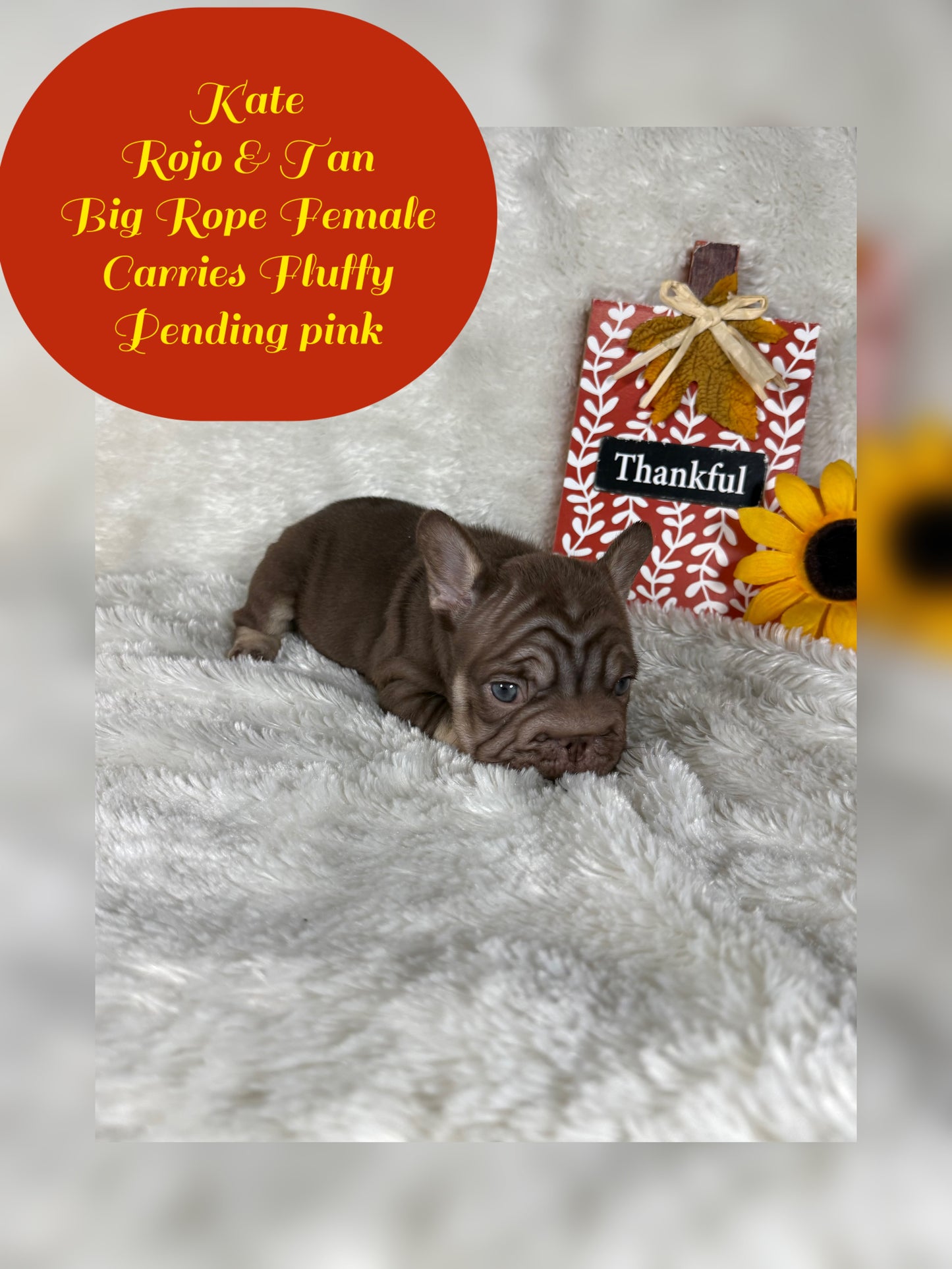 Kate - Rojo & Tan Big Rope Carries Fluffy Pending PINK