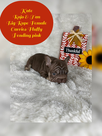 Kate - Rojo & Tan Big Rope Carries Fluffy Pending PINK