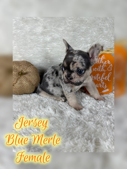 Jersey - Blue Merle