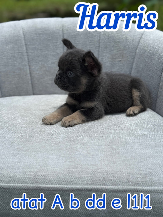 Harris - Male Blue & Tan Fluffy Carries Pink
