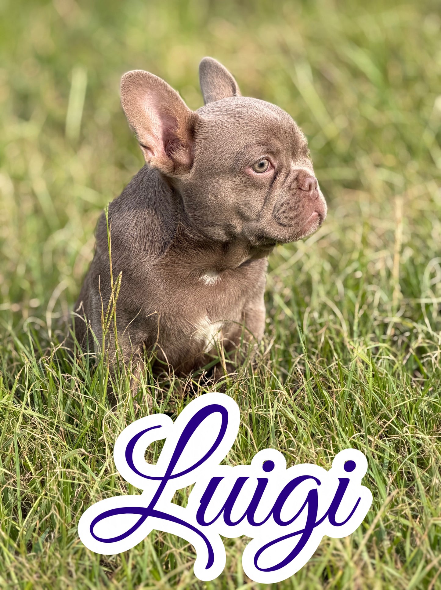 Luigi