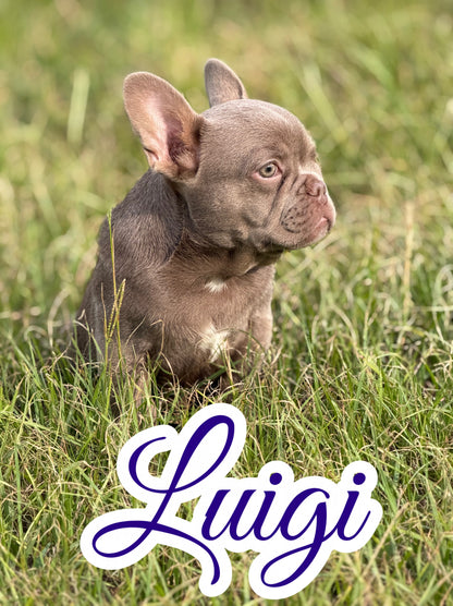 Luigi